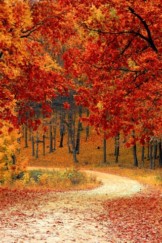 Autumn Forest Road mobile wallpaper